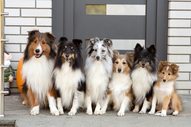 美しく穏やか シェットランド シープドッグ シェルティ をご紹介 犬との暮らし大百科