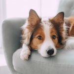 犬が吐くのはどうして 犬が吐く理由と 気を付けたい病気について 犬との暮らし大百科 犬が吐くのはどうして 犬が吐く理由と 気を付けたい病気について 犬との暮らし大百科