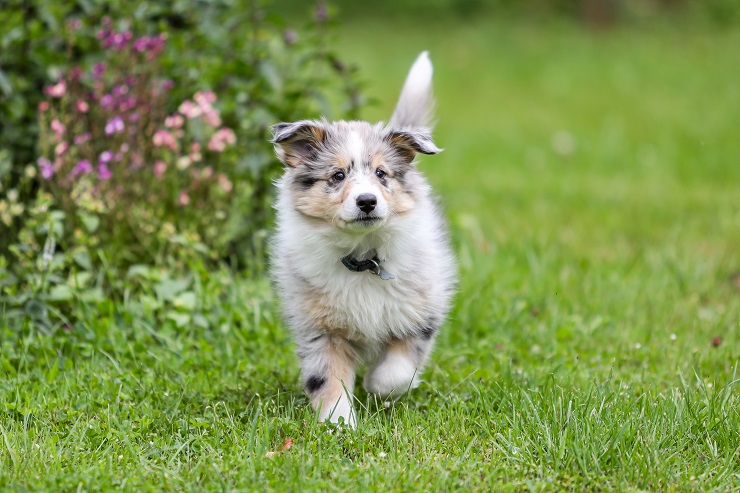 美しく穏やか シェットランド シープドッグ シェルティ をご紹介 犬との暮らし大百科