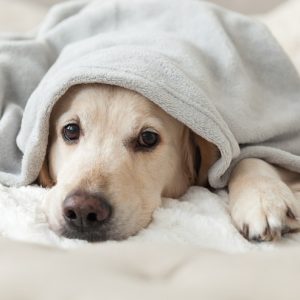 新着記事一覧ページ 犬との暮らし大百科 Part 3 新着記事一覧ページ 犬との暮らし大百科 Part 3