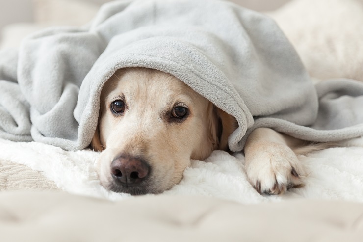 狂犬病 水 を 怖がる 理由