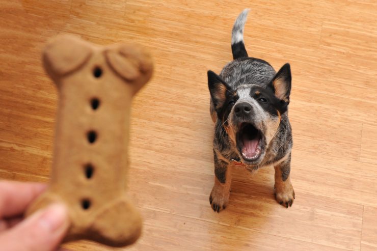 犬の鳴き声からわかる気持ち しつけや対処法も 犬との暮らし大百科