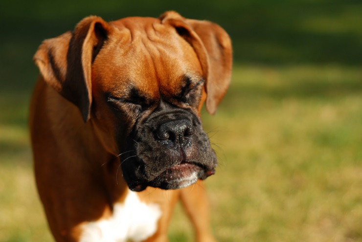 犬の くしゃみ 原因や症状 止まらない場合に考えられる病気について解説 犬との暮らし大百科