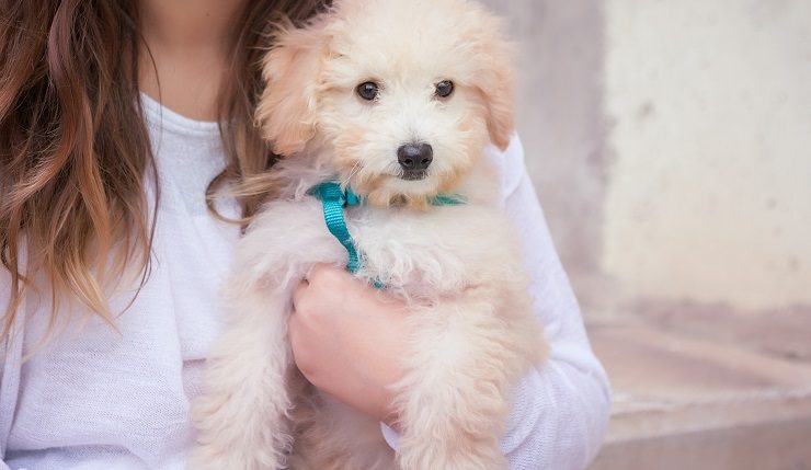 犬との暮らし大百科 アニコム獣医師監修