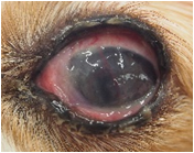 【幹細胞治療例】乾性角結膜炎の犬の眼