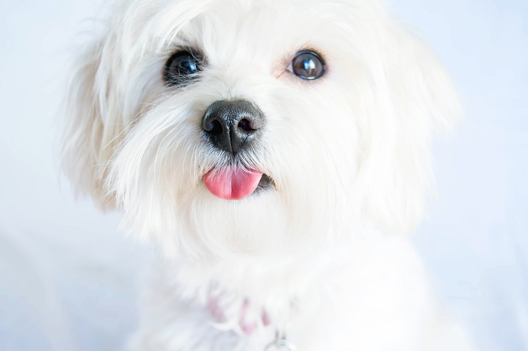 マルチーズってどんな犬種?