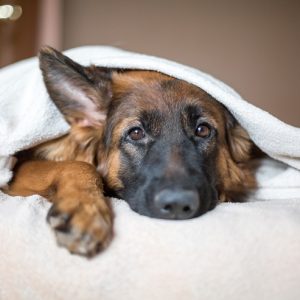 新着記事一覧ページ 犬との暮らし大百科