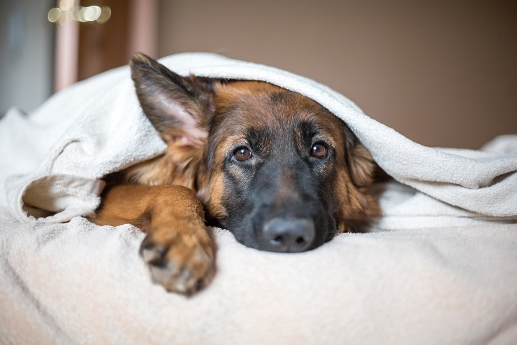 犬の心筋症とは 症状や治療法について 犬との暮らし大百科 犬の心筋症とは 症状や治療法について 犬との暮らし大百科