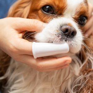 新着記事一覧ページ 犬との暮らし大百科