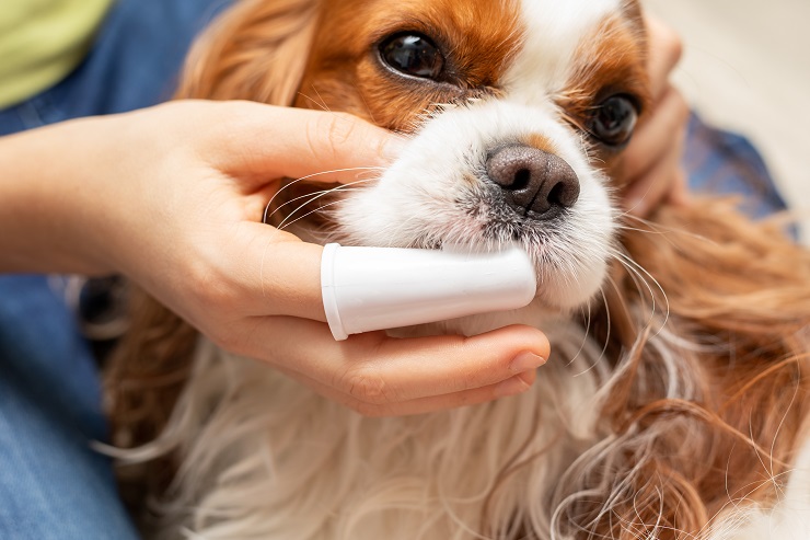 犬の歯周病 原因や治療法 予防まで徹底解説 犬との暮らし大百科