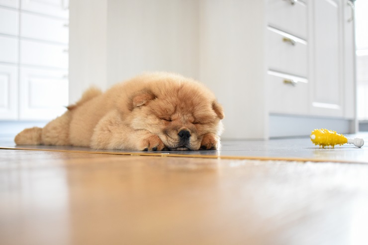 犬の暑さ対策 家の中 お散歩 車での対策ポイントをご紹介 犬との暮らし大百科