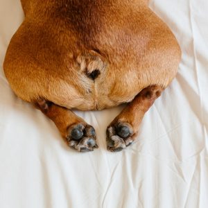 新着記事一覧ページ 犬との暮らし大百科 新着記事一覧ページ 犬との暮らし大百科