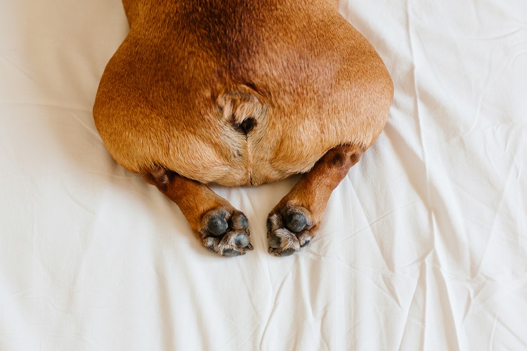 犬のおなら 考えられる病気は 注意すべきポイントまで解説 犬との暮らし大百科