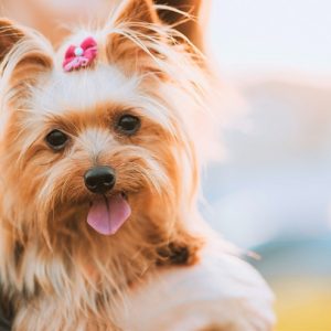 新着記事一覧ページ 犬との暮らし大百科