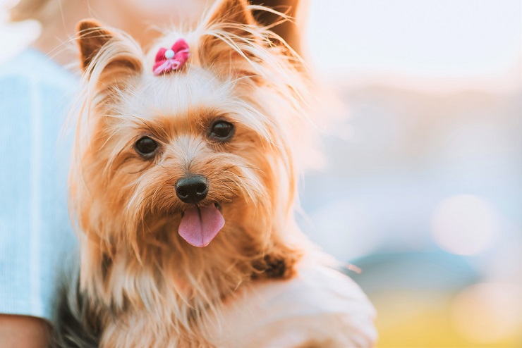 ヨークシャー テリア ヨーキー の魅力 性格や寿命 カットスタイルまでご紹介 犬との暮らし大百科