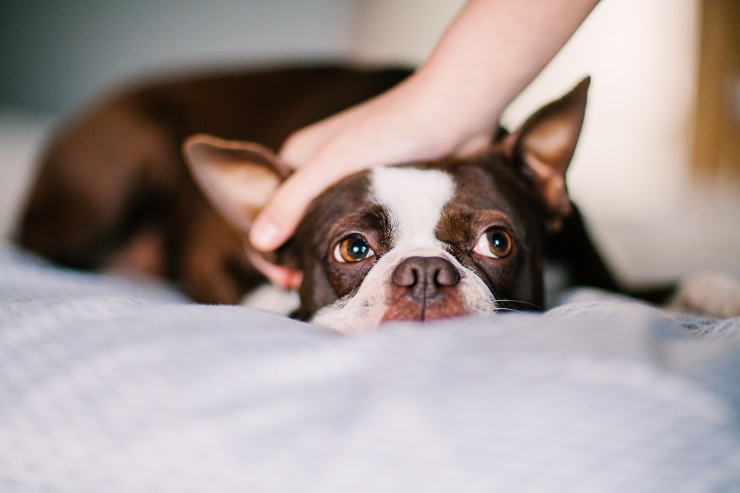 犬にしこり 腫瘍を見つけたら 考えられる病気は すぐ病院へ行くべき 犬との暮らし大百科