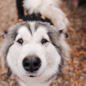 新着記事一覧ページ 犬との暮らし大百科 新着記事一覧ページ 犬との暮らし大百科
