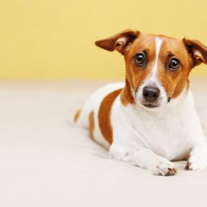 新着記事一覧ページ 犬との暮らし大百科