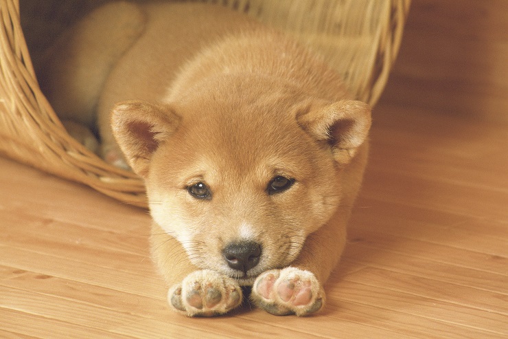 犬のアトピー性皮膚炎 初期症状は 治療法は 犬との暮らし大百科 犬のアトピー性皮膚炎 初期症状は 治療法は 犬との暮らし大百科