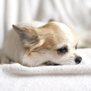 新着記事一覧ページ 犬との暮らし大百科