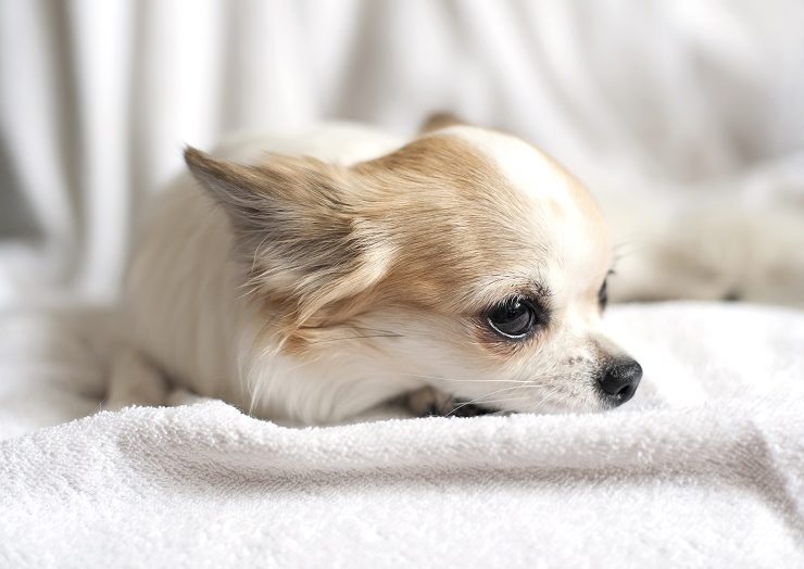 犬の角膜潰瘍 初期症状は 治療法は 犬との暮らし大百科 犬の角膜潰瘍 初期症状は 治療法は 犬との暮らし大百科