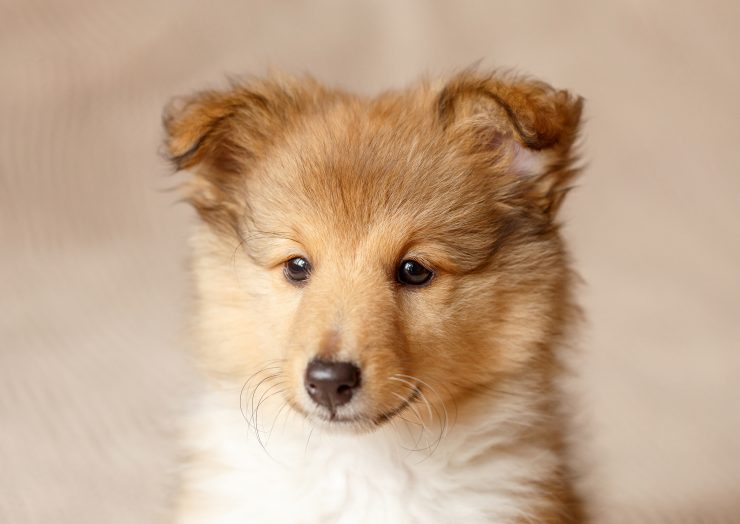 犬と暮らすなら知っておきたい 犬の十戒 犬との暮らし大百科
