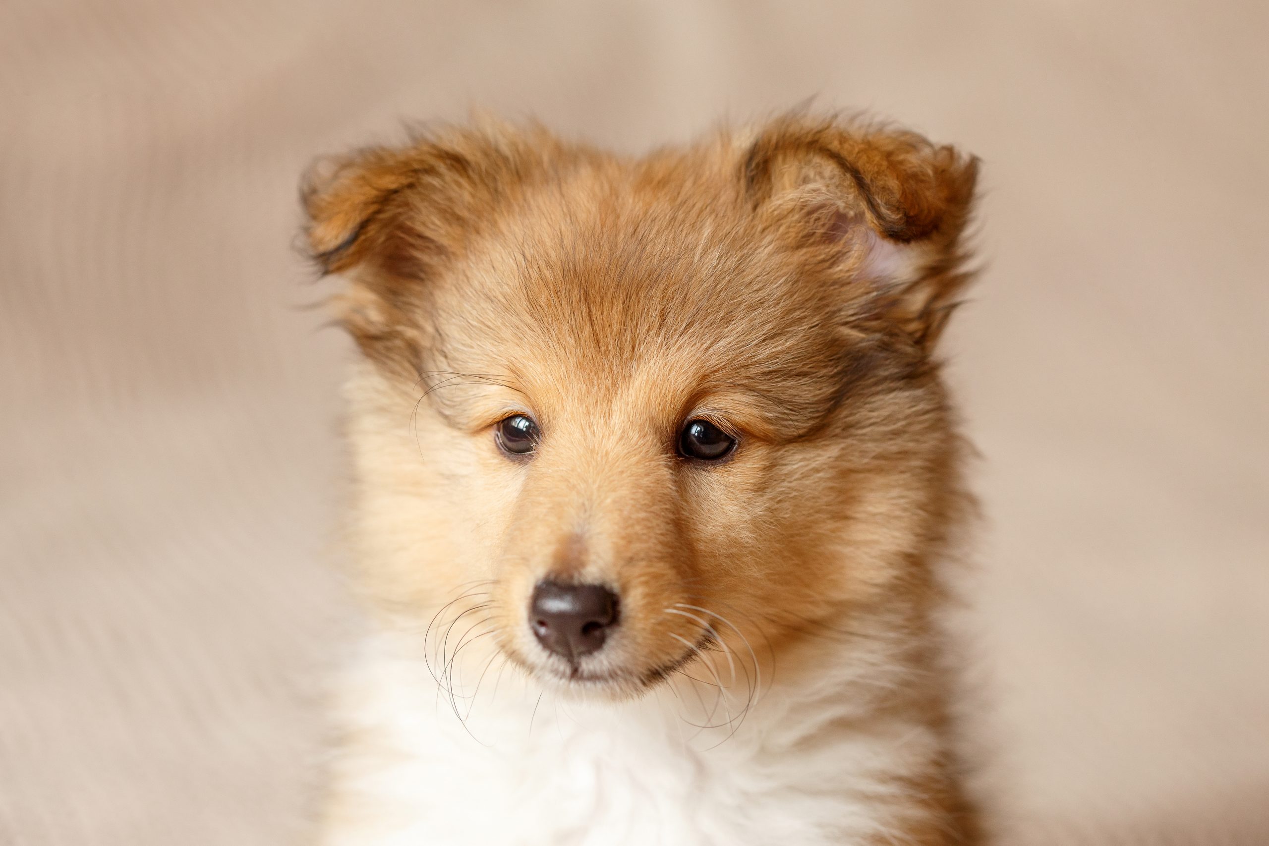 犬と暮らすなら知っておきたい 犬の十戒 犬との暮らし大百科
