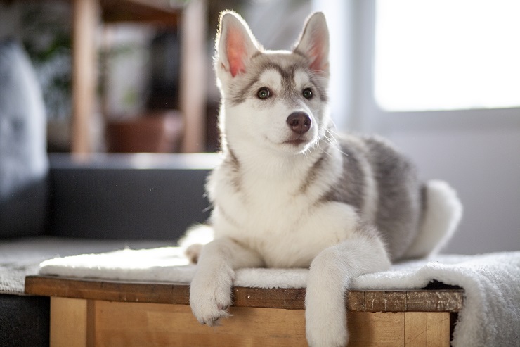 かっこよくて美しいシベリアン ハスキー 性格や寿命 歴史をご紹介 犬との暮らし大百科