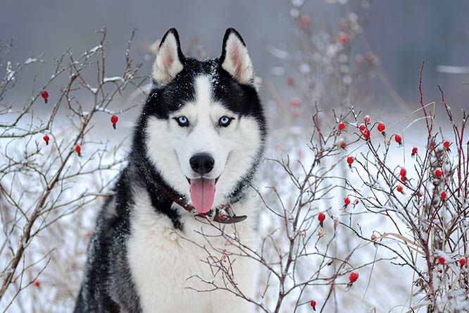 かっこよくて美しいシベリアン ハスキー 性格や寿命 歴史をご紹介 犬との暮らし大百科