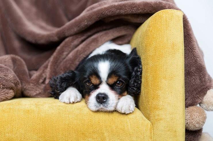 犬 足 の 震え