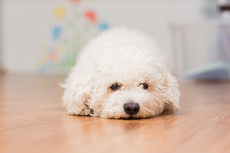 ふせをするビションフリーゼの子犬