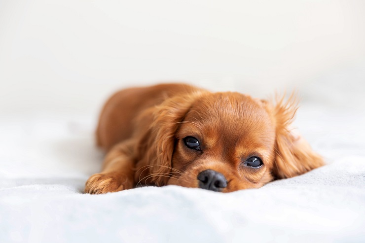 愛犬の咳 せき が止まらない 原因や考えられる病気について 犬との暮らし大百科