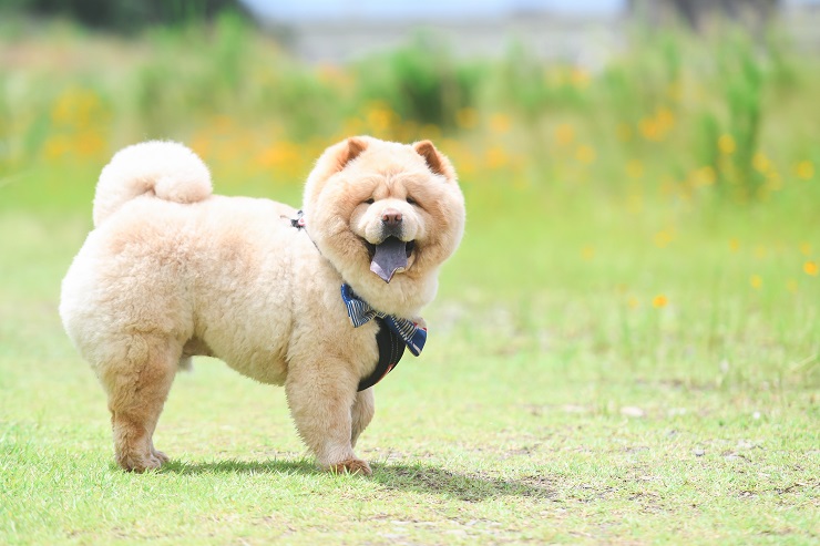 チャウ・チャウ