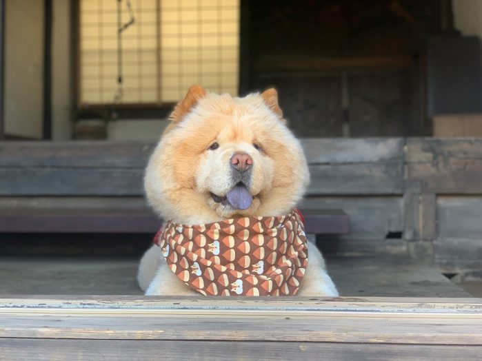 チャウ・チャウ