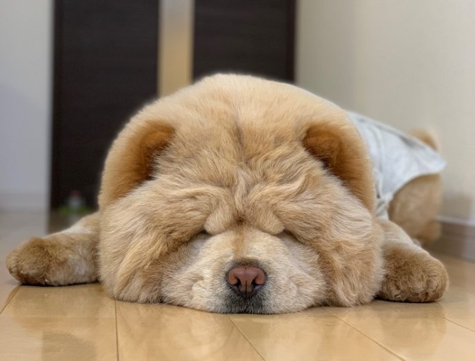 寝ているチャウ・チャウ