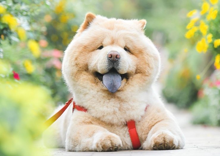 愛くるしいチャウ チャウ 性格や寿命 歴史 気を付けたい病気もご紹介 犬との暮らし大百科