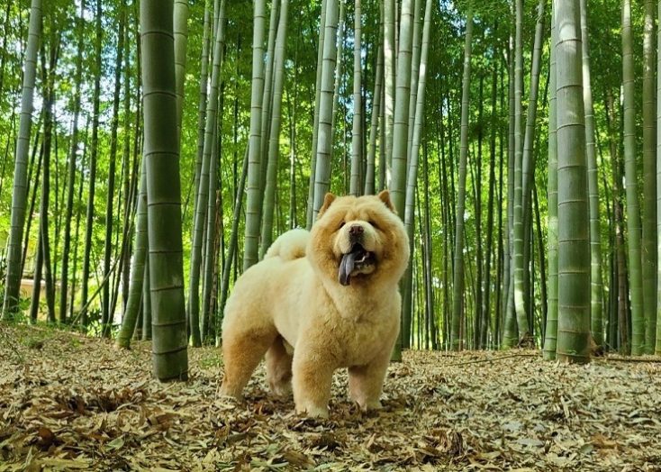 竹林の中のチャウ・チャウ