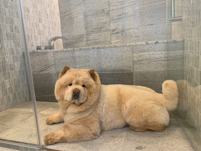 お風呂場のチャウ・チャウ