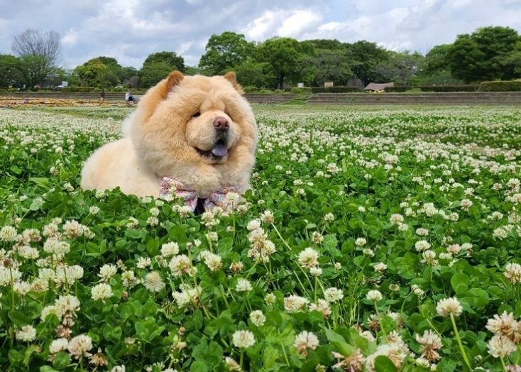 お花畑の中のチャウ・チャウ