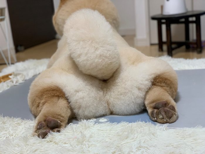 チャウ・チャウのおしり