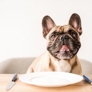 ホタテ 犬との暮らし大百科