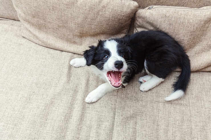 犬の吠え癖を直したい 吠える理由を知って 正しく対策を 犬との暮らし大百科