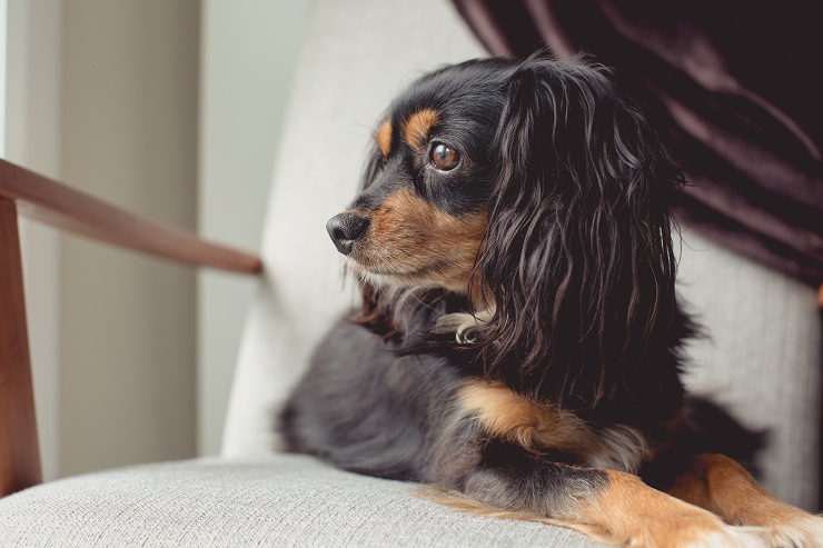 犬の肺炎 症状は 治療費はどれくらい 予防法はある 犬との暮らし大百科