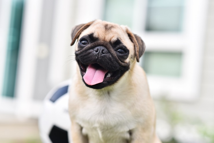 陽気でわんぱくなパグ パグの語源は 性格や寿命などご紹介 犬との暮らし大百科