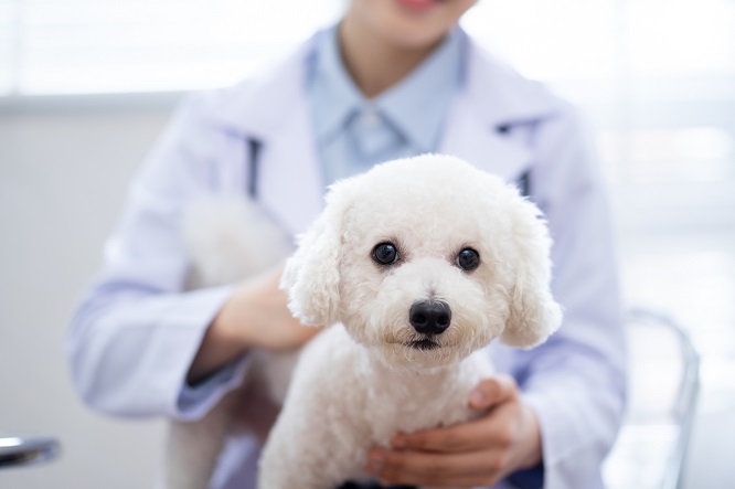 犬の子宮蓄膿症が進行しすると