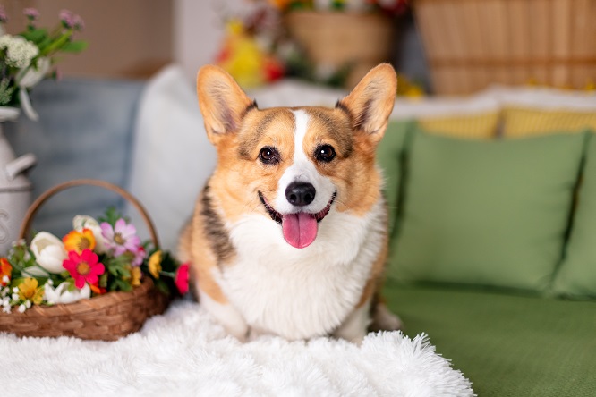 犬の子宮蓄膿症の予防法