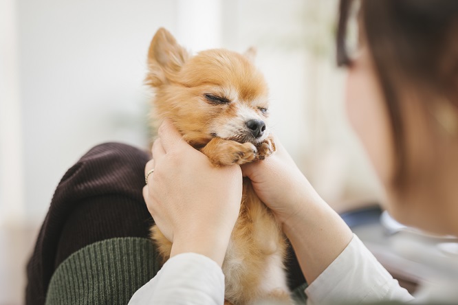 犬の子宮蓄膿症の治療法