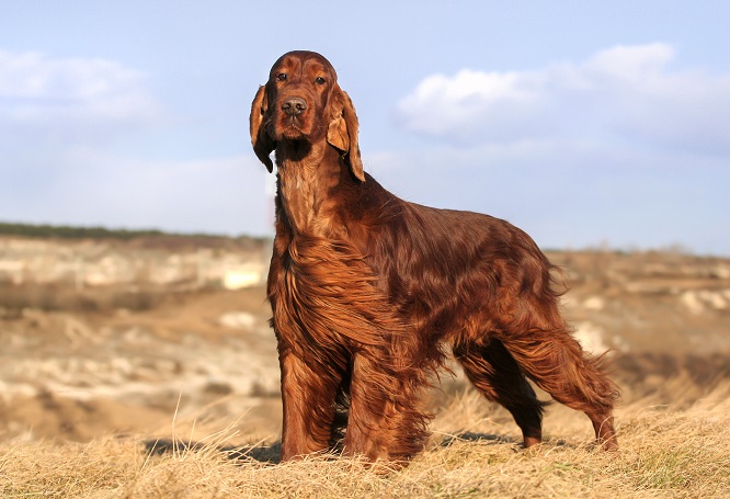 【RED WING】アイリッシュセッター（黒・犬タグ・26㎝）