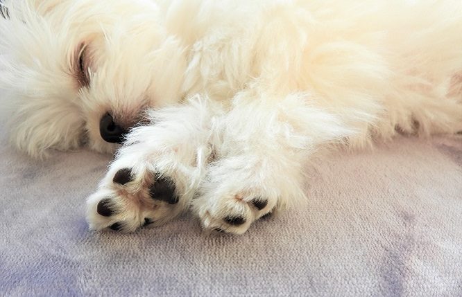 犬との暮らし大百科 アニコム獣医師監修