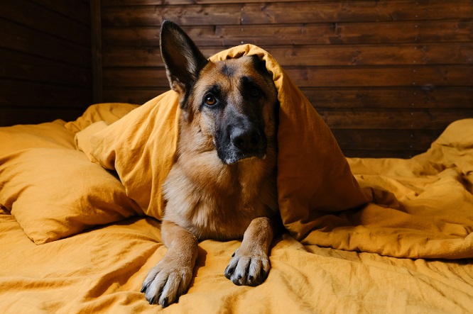 犬が血尿をしたらどうしたらいい 原因や治療法について 犬との暮らし大百科